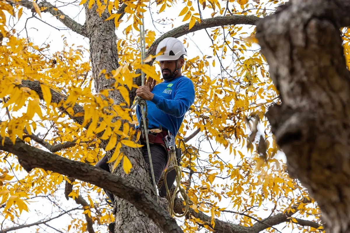 Skilled Tree Planing crew working in Canton