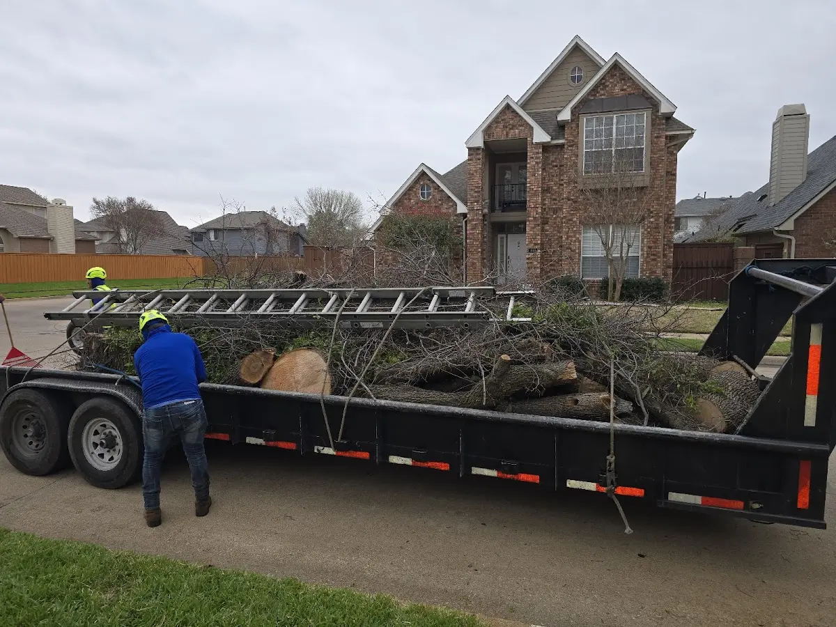 Expert Tree Removal with proper safety equipment in Canton